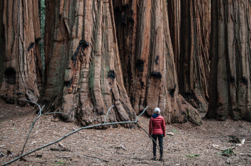 person standing under sequoia trees