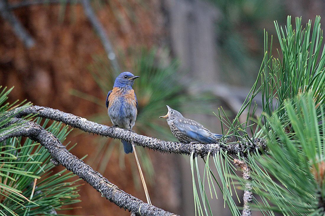 western bluebirds