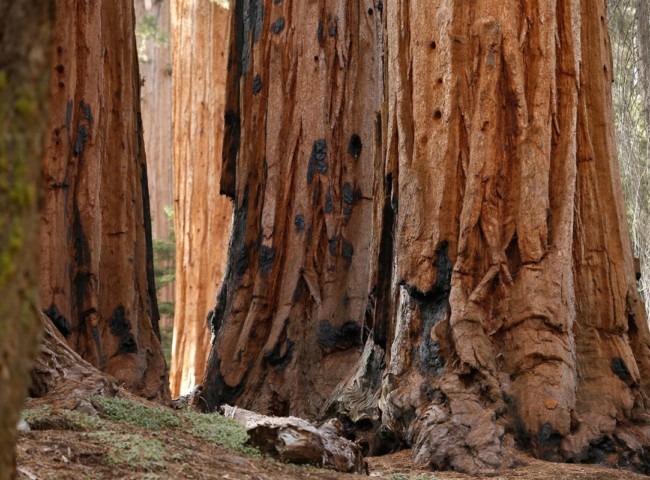 Sequoia and Kings canyon national parks