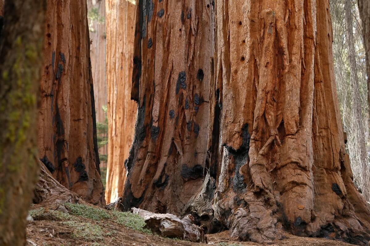 Sequoia and Kings canyon national parks