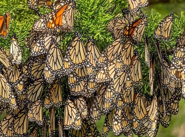 CA coastal commission monarch butterflies