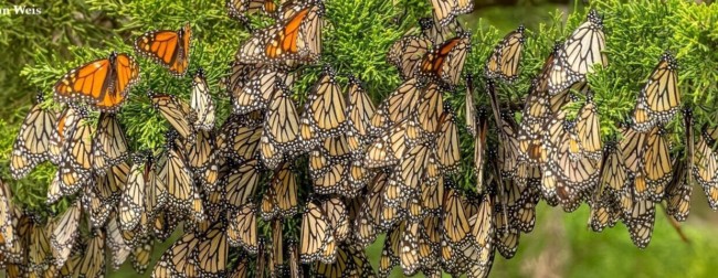 CA coastal commission monarch butterflies