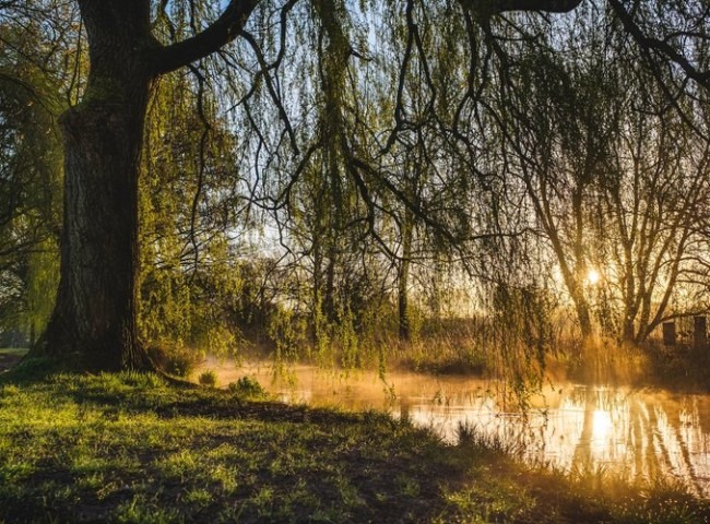 Willow by river