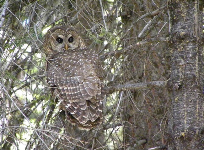 california spotted owl