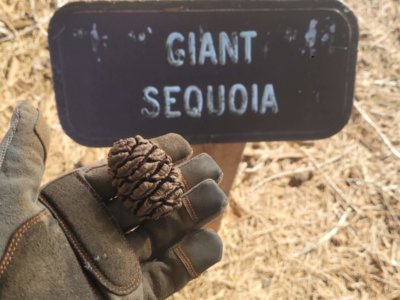 GiantSequoiaCone