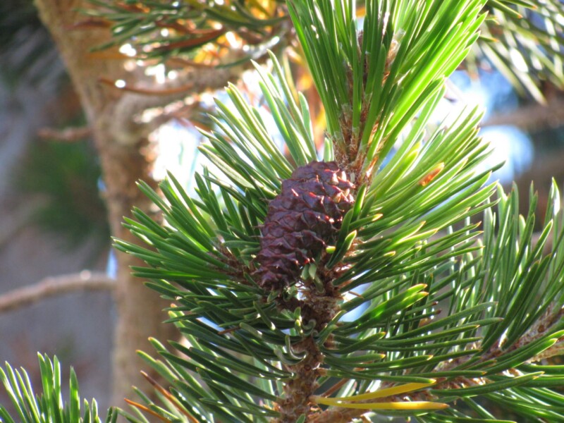 lodgepole pine usgs